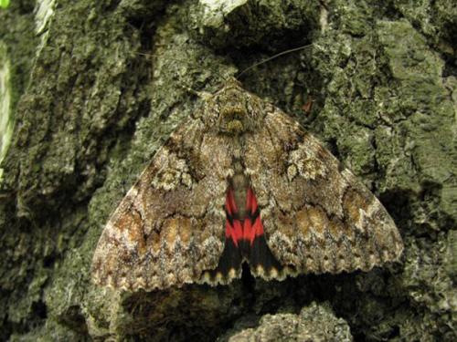 Ночная совка, как бороться в огороде с ней. Пошаговая инструкция по борьбе