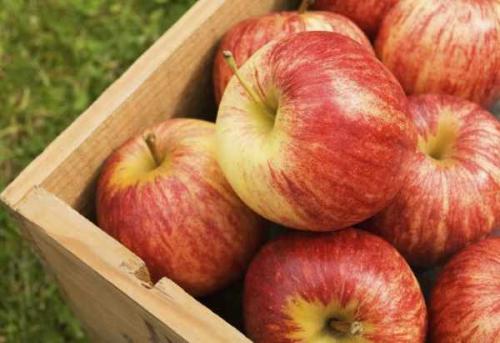 Как сохранить антоновку в домашних условиях. Как сохранить яблоки до весны 06