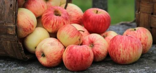 Как сушить яблоки в русской печи. Как сушить яблоки в русской печке. Как подсушить яблоки и груши для зимнего хранения? В русской печи