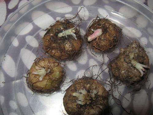 Когда достают глоксинии. Когда доставать глоксинию из покоя