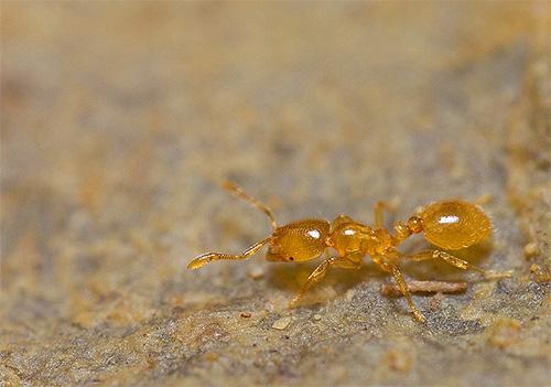 Почему муравьи появляются в квартире. Домашние муравьи и случайные гости