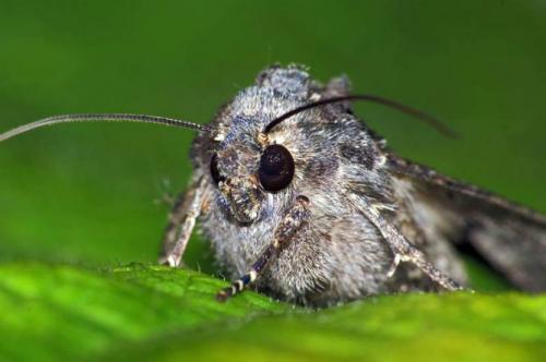 Совка, как с ней бороться. Мор­фо­логия ози­мой сов­ки 10