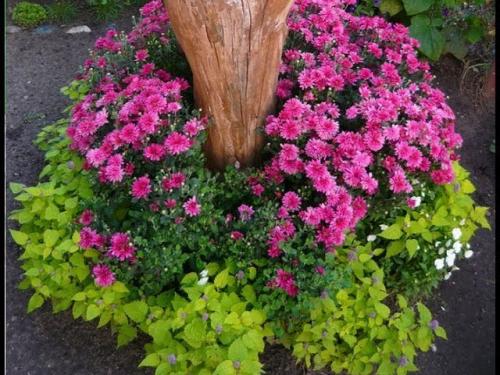 Клумбы вокруг деревьев 02