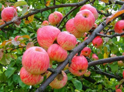 Как хранить яблоки мельба. Описание дерева и плодов