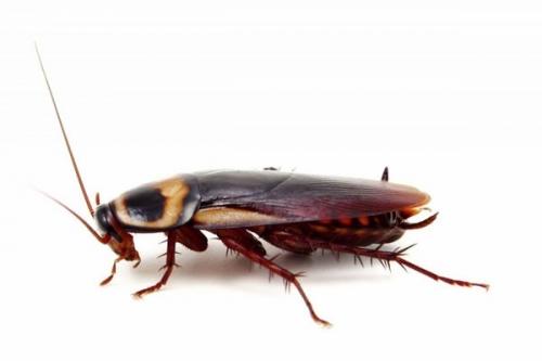 Тараканы, как размножаются. Как размножаются тараканы? 05