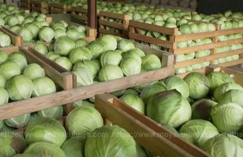 Как хранить капусту с корнем. Как хранить капусту