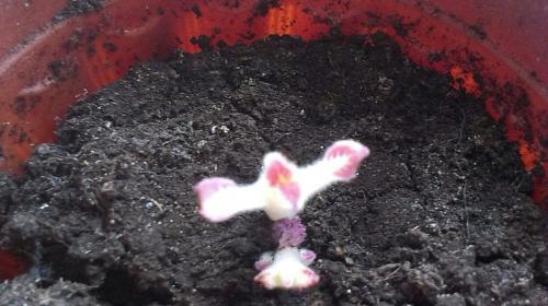 Когда достают глоксинии. Когда доставать глоксинию из покоя