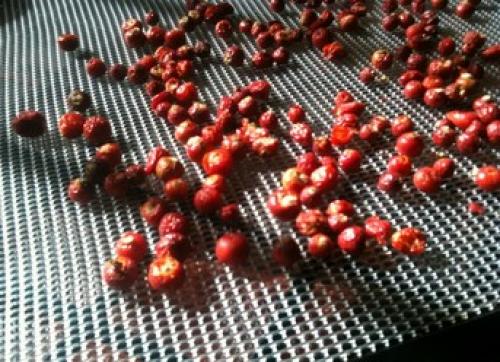 Как сушить Шиповник в духовке. Шиповник –, как хранить витамины?