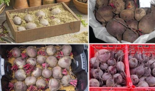 Как хранить свеклу в погребе. Как правильно хранить свеклу в погребе зимой?