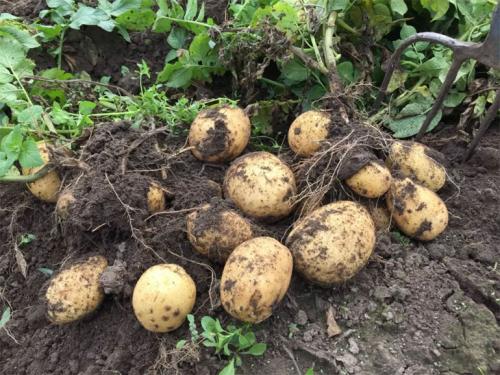 Картофель Адретта. Описание сорта картофеля Адретта – характеристика, достоинства и недостатки, отзывы