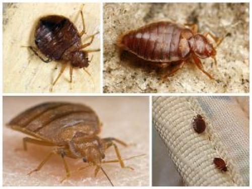 Домашние клопы откуда берутся. Откуда ждать беды? Причины появления клопов 03