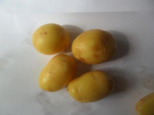 Сорт картофеля Гала: описание и фото