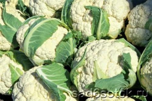 Как хранить цветную капусту на зиму. Основные правила 06