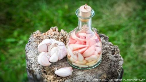 Чеснок настойка на спирту. Чистка сосудов чесноком и спиртом — тибетский рецепт настойки, схема приема 11 Чеснок настойка на спирту. Чистка сосудов чесноком и спиртом — тибетский рецепт настойки, схема приема 11