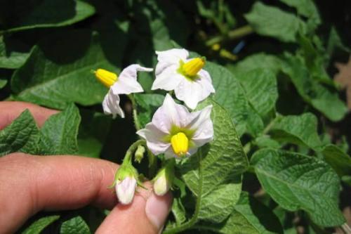 Картофель колобок. Картофель «Колобок»: красивый, вкусный и урожайный