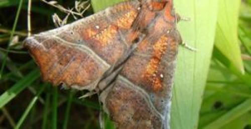 Ночная совка, как бороться в огороде с ней. Пошаговая инструкция по борьбе