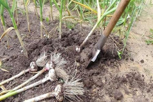 Как хранить чеснок в погребе зимой. Подготовка чеснока к хранению (озимого и ярового)