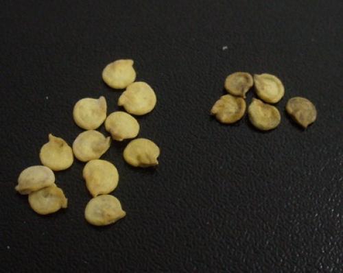 Крепкая рассада перца. Особенности выращивания рассады болгарского перца