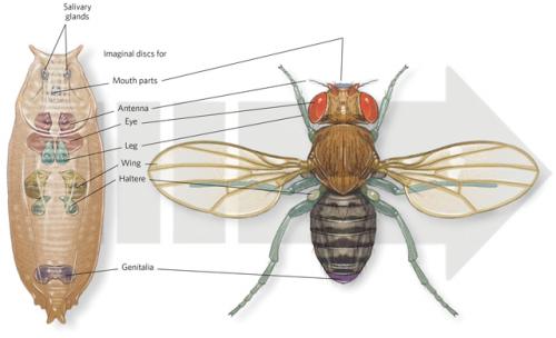 Дрозофила под микроскопом. Кто такие дрозофилы