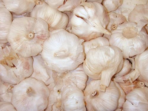 Полезен ли замороженный чеснок. Как замораживать чеснок