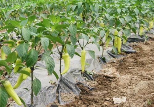 Секреты выращивания перца. Технология выращивания перца в открытом грунте