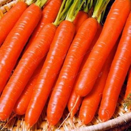 Витаминная 6 морковь. Неприхотливый сорт моркови Витаминная 6