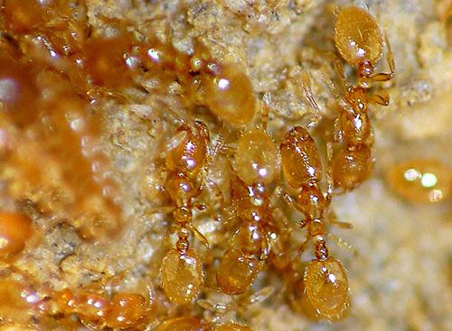 Почему появляются в квартире муравьи. Откуда берутся эти вредители