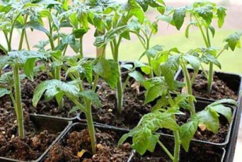 Томат Лотарингская красавица. Томаты Лотарингская Красавица: описание сорта