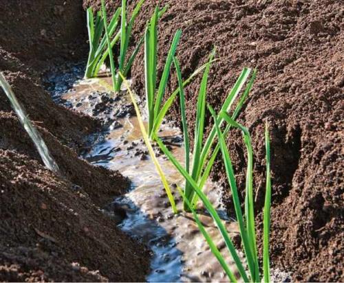 Как сохранить в зиму лук порей. Основные правила 08 Как сохранить в зиму лук порей. Основные правила 08