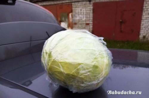 Как хранить капусту в пищевой пленке. Личный опыт хранения капусты в пищевой пленке
