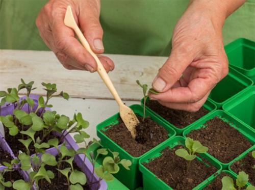 Когда убирать капусту Мегатон. Описание сорта капусты Мегатон – посадка и уход, фото, отзывы