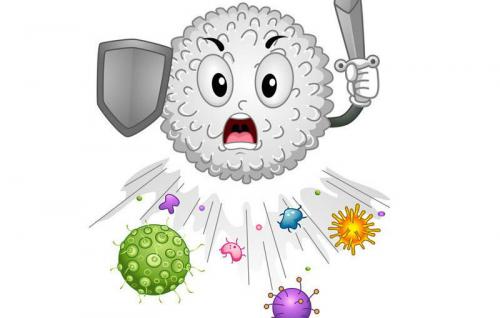 Если человек ест много чеснока. Что произойдёт с организмом человека, если есть чеснок каждый день. Удивительные свойства чеснока.