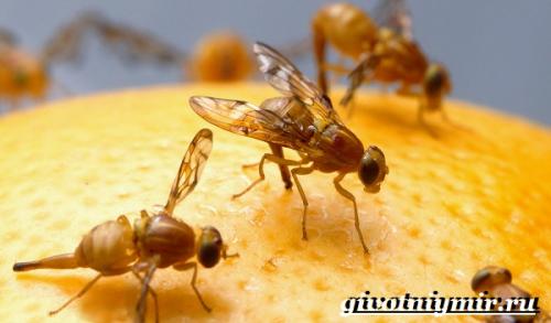 Срок жизни дрозофилы. Виды мухи дрозофилы