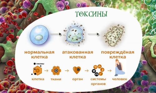 Если человек ест много чеснока. Что произойдёт с организмом человека, если есть чеснок каждый день. Удивительные свойства чеснока.
