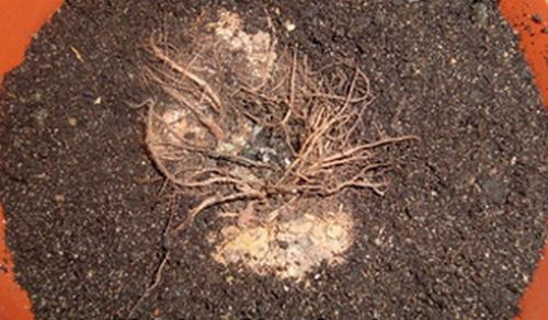 Когда убирать на зиму глоксинию. Подготовка к зимовке 02