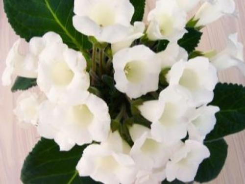 Когда убирать на зиму глоксинию. Подготовка к зимовке 01