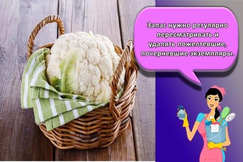 Заготовка и хранение цветной капусты. Как и сколько можно хранить в домашних условиях цветную капусту, правила и выбор места