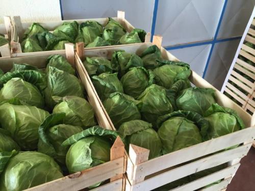 Как хранить капусту в зимнее время. Как хранить капусту в домашний условиях зимой?