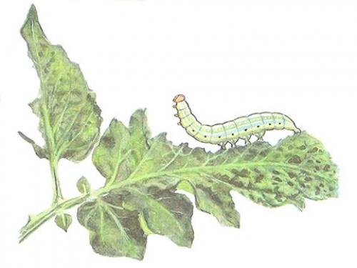 Что такое совка и как с ней бороться. Огородная совка: меры борьбы, советы бывалых огородников