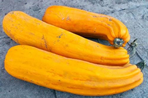 Как Хранить тыкву в погребе зимой. Правильный сбор 01