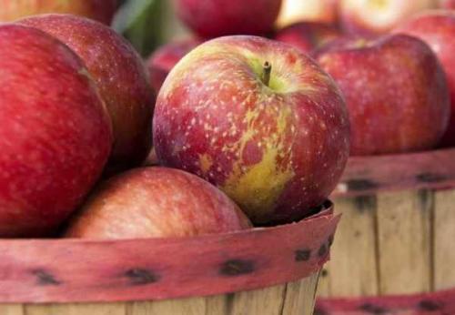 Как сохранить антоновку в домашних условиях. Как сохранить яблоки до весны 08