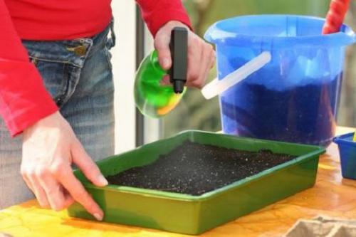 Крепкая рассада перца. Особенности выращивания рассады болгарского перца