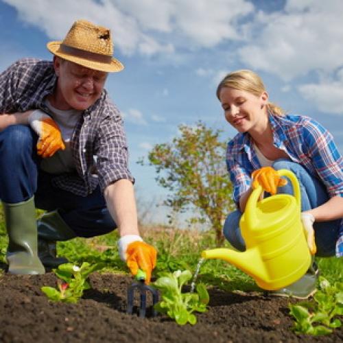 Совка, как с ней бороться. Мор­фо­логия ози­мой сов­ки 06