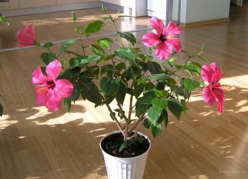 Сколько дней цветет гибискус. Китайская роза (гибискус) не цветёт или даёт только пару бутонов. Как просто ей помочь!