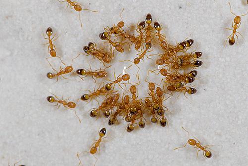 Почему муравьи появляются в квартире. Домашние муравьи и случайные гости