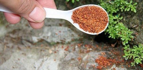 Муравьи в доме зимой. 30 домашних средств для уничтожения муравьев в квартире и на участке