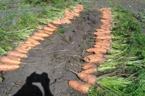 Морковь шантане. Морковь «Шантане 2461»: описание сорта, особенности выращивания