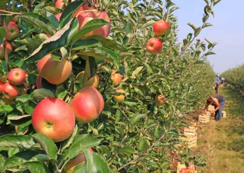 Как сохранить антоновку в домашних условиях. Как сохранить яблоки до весны 07