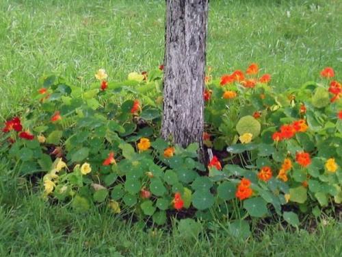 Клумбы вокруг деревьев 01