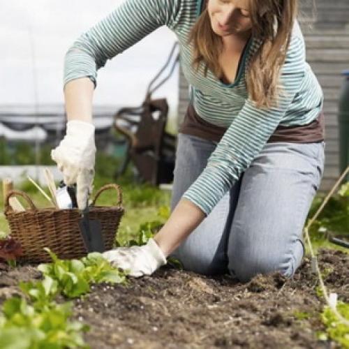 Совка, как с ней бороться. Мор­фо­логия ози­мой сов­ки 07